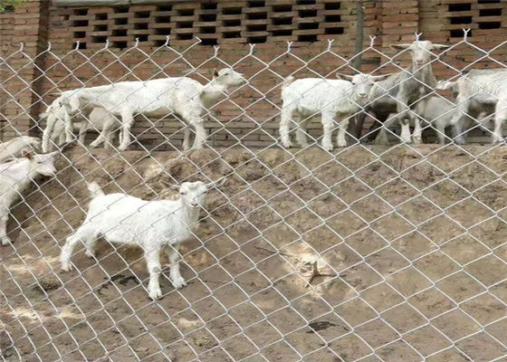ओडीएम चिकना सतह डायमंड चेन लिंक बाड़ 5x5 इंच पीवीसी लेपित